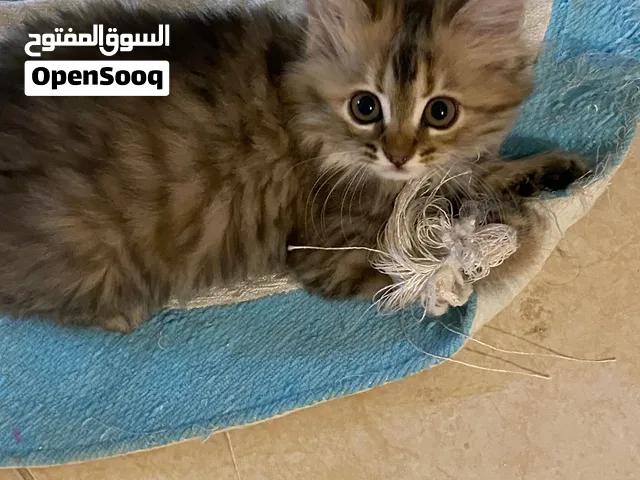 قطط للتبني cats for adoption