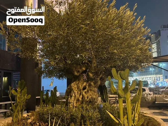 Olive tree for sale ( Spanish)