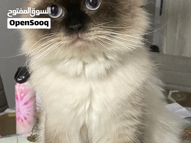 قط هملايا للتزاوج