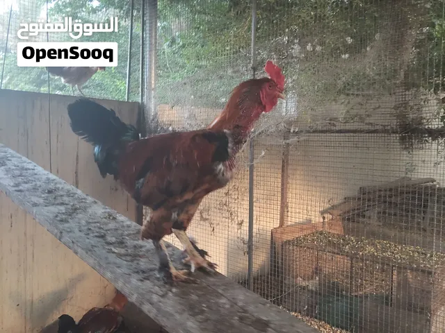 ديك واحد و دجاجتين للبيع. شوف الوصف مهم جدا.