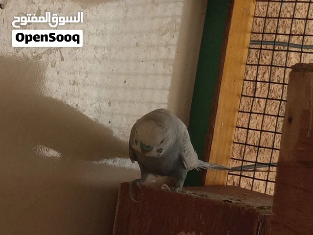 للبيع عصافير