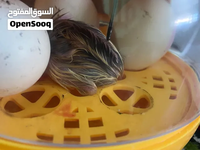 فقاسه صغيرة