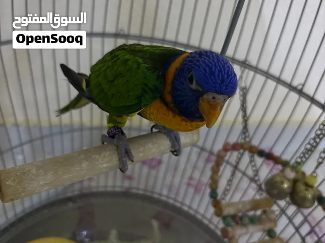 عصفور لوري 1500