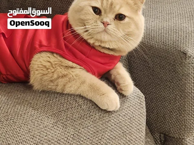 ذكر سكوتش فولد يجي مع كامل اغراضه