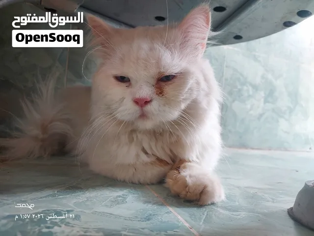 قط شيرازي للبيع