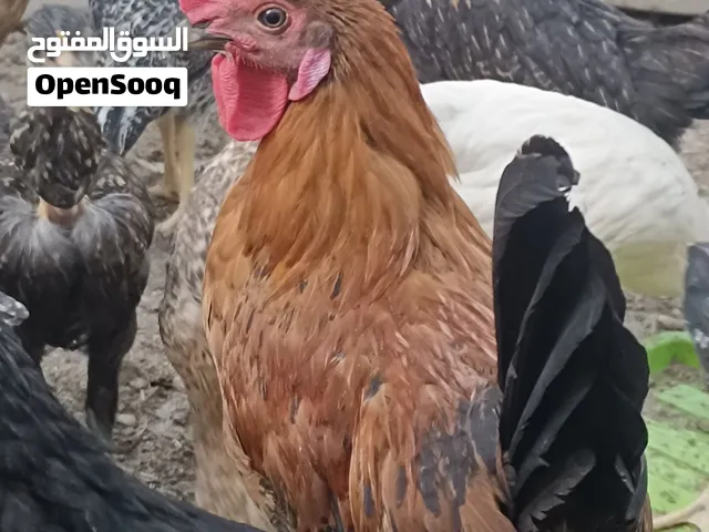 الديج ب15الف