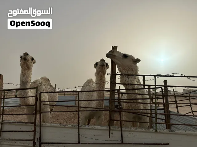 للبيع ابكار