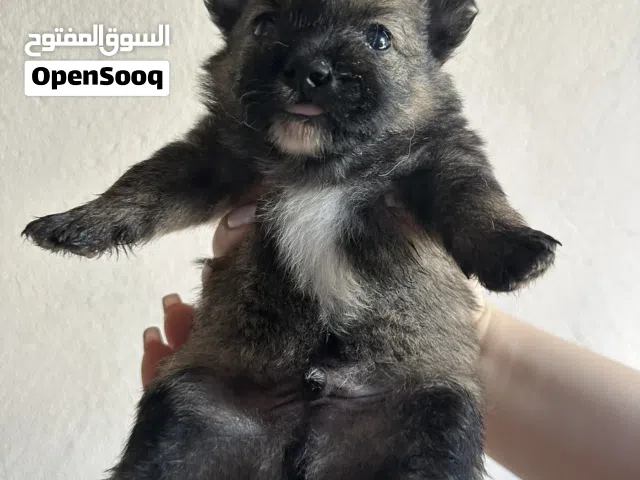Pomeranian puppy for sale
