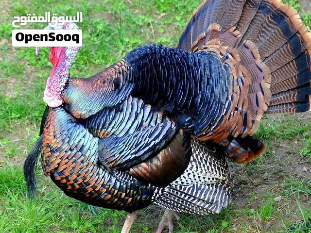 رومي منتج ذكور واناث واتساب