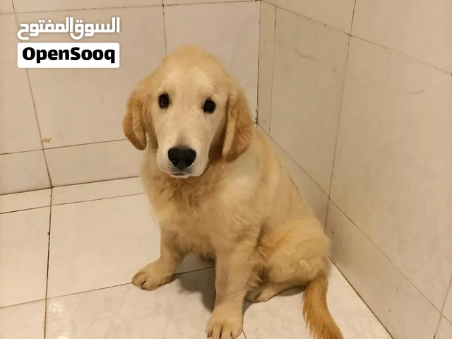 قولدن ريدريفر مستوى قوي من الاب والام