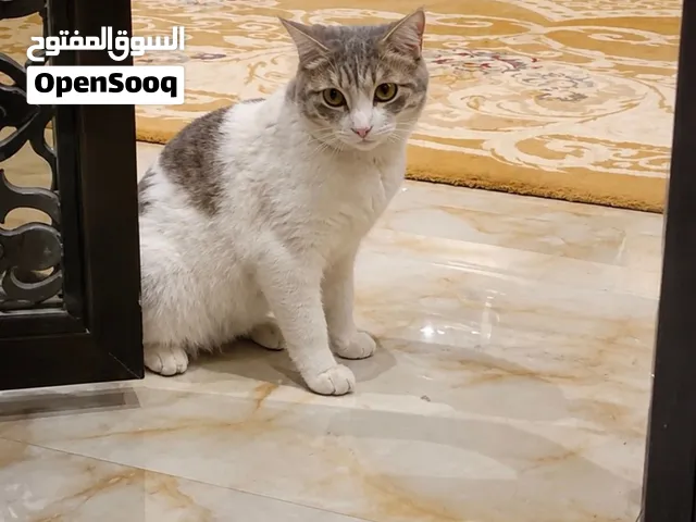 قط ذكر للتبني العاجل