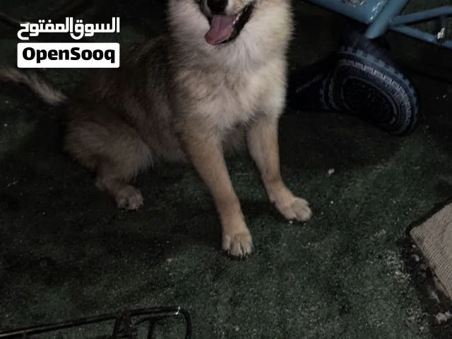 عمر ست شهور