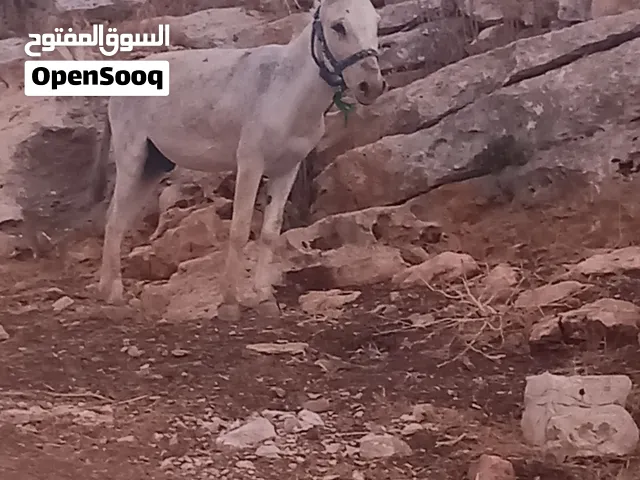 حمارابيض كفالة مراييع   العمر 5سنين