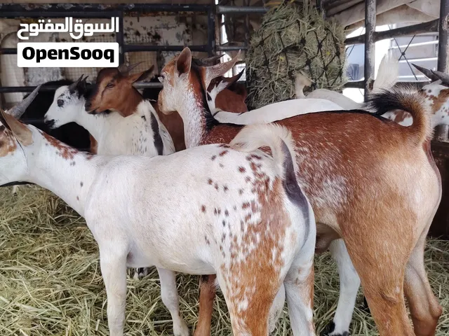 ذبايح محليه من ظفار تتوفر خدمة الذبح ذبايح سمينه وبصحه ممتازه