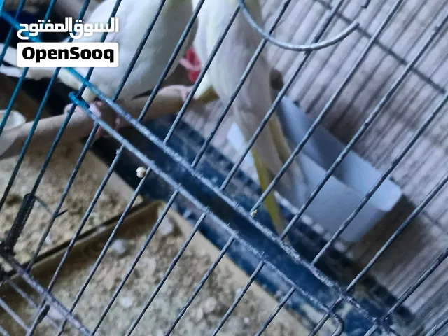 جوز كوكتيل لاتينو شغال أهالي فراخ وجوز تحته فرخين