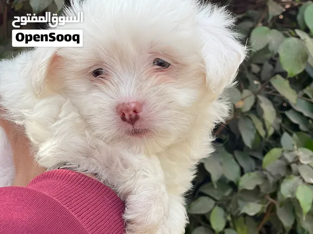Havanese puppy pure long hair