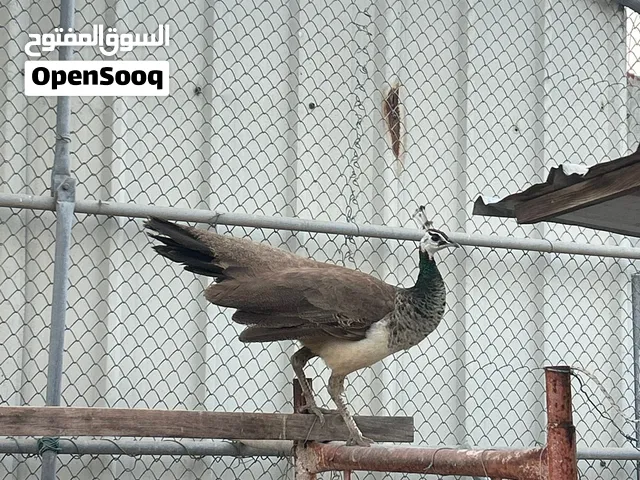 طائر الطاووس       العدد 6 البيع بالجمله  (قابل للتفاوض)
