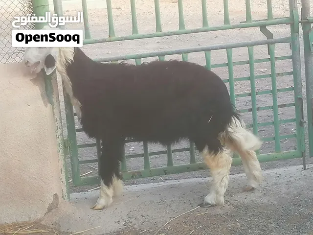 كبش نجدي طيب