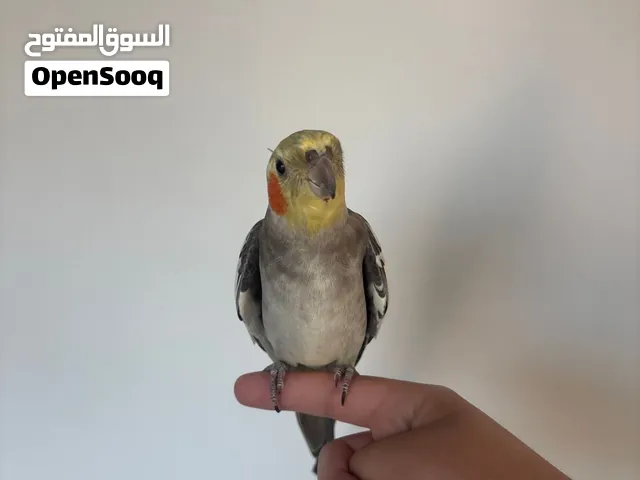 ببغاء كوكتيل اليف جدا  (المعني يرسل لي )