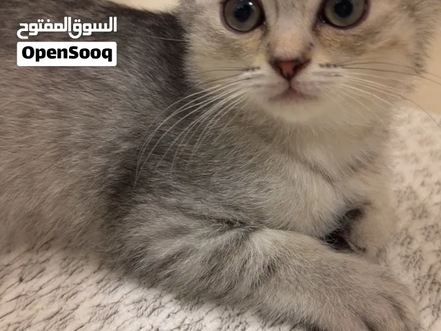 Scottish Fold ذكر للبيع  Male Scottish Fold