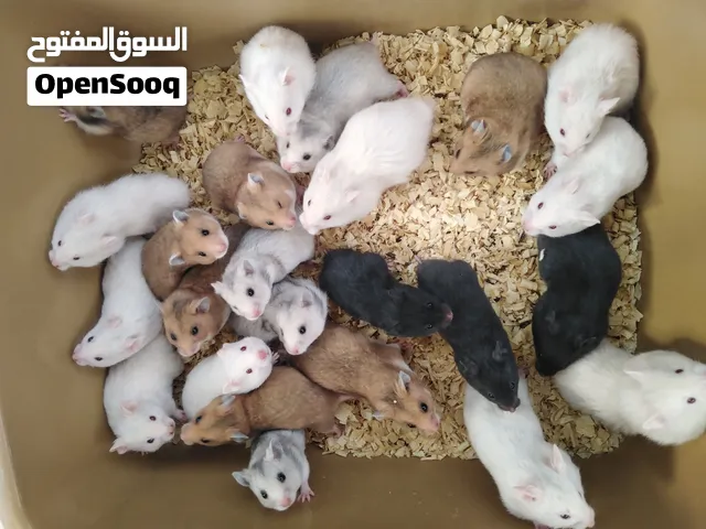 هامستر جميع الالوان