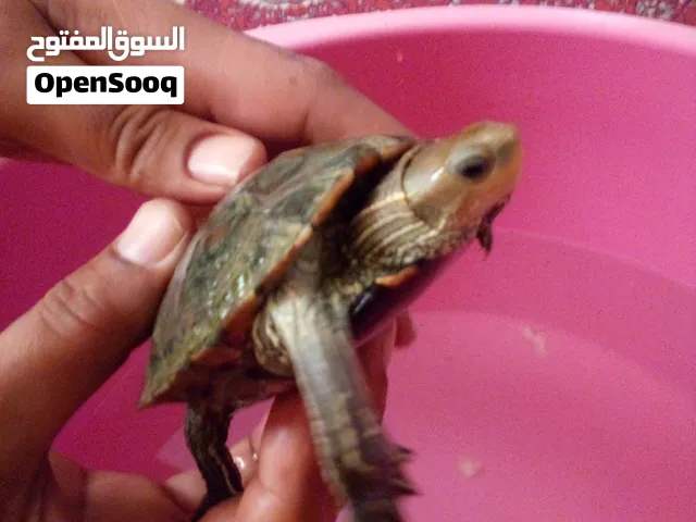 بسم الله سلحفه برمائيه اليفه حلوه بتجنن للبيع