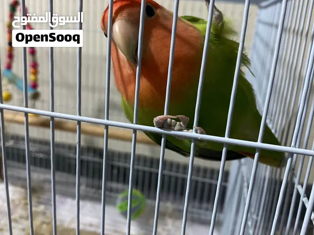 روز أليف أفريقي
