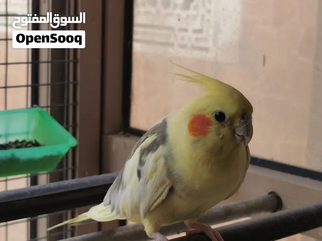 كوكتيل للبيع