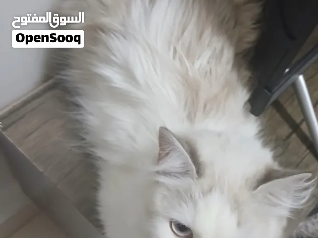 قطة للبيع. نوعها هيمالايا