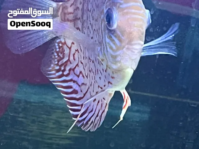 سمكة القرص سعرها بسوق لا يقل عن 30 دينار للبيع السريع بسعر 20 دينار التواصل بل برنامج