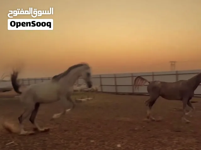 خيول للبيع و قابل للتفاوض ب المعقول