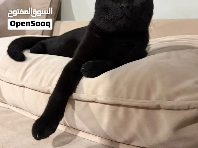 قط لتبني سكوتش فولد