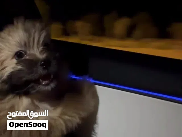 انثى شيتوزو