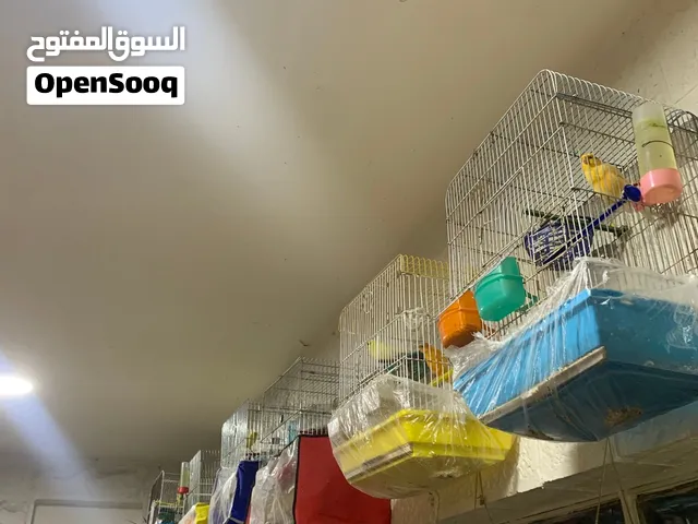 26 عصفور كنار ذكور وايناث وفحول وصوتهم صلاة عنبي للبيع بسعر مميز السعر ضمن القفوص