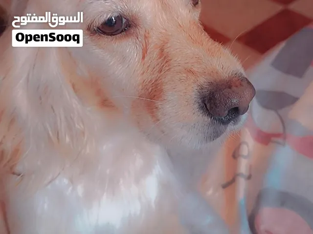كلب كوكر امريكي عمره 3 سنين معاه مستلزماته