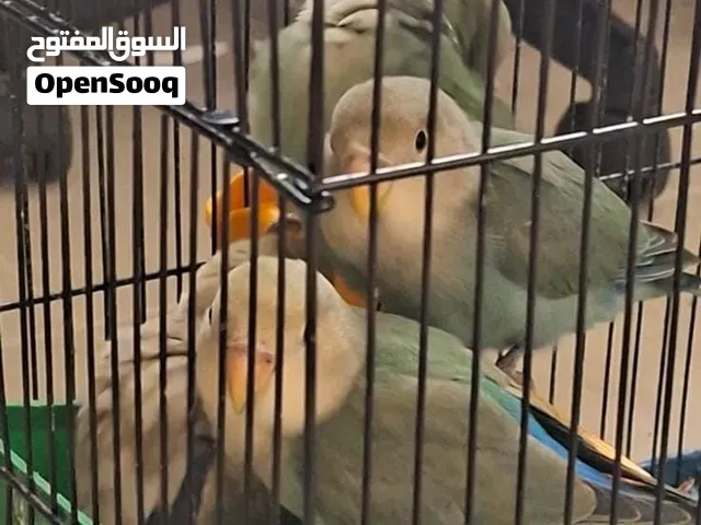 فروخ روز للبيع