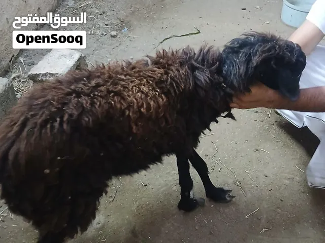 جاعده بكر دون أي ولده