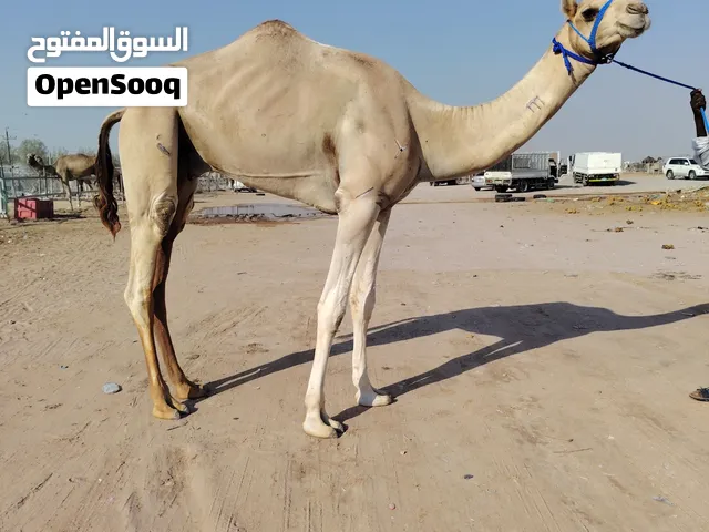 بكار فطامين