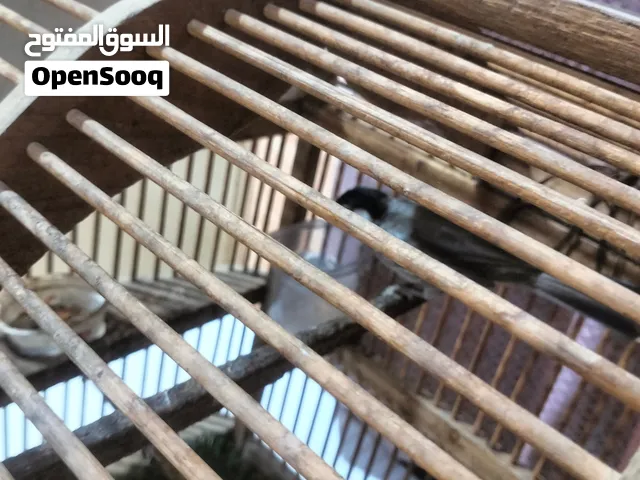 بلبل لبيع وحشي