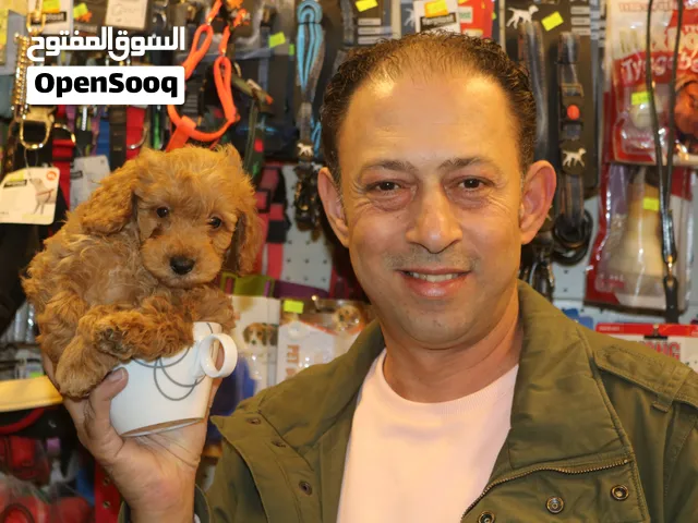 كلب توي بودل للبيع عمر 3 شهور مع دفتر مطاعيم  Toy Poodle