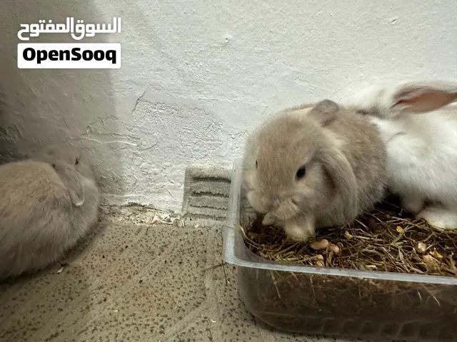 3 Holland lop rabbit babies for sale (self feeding) 1 month old