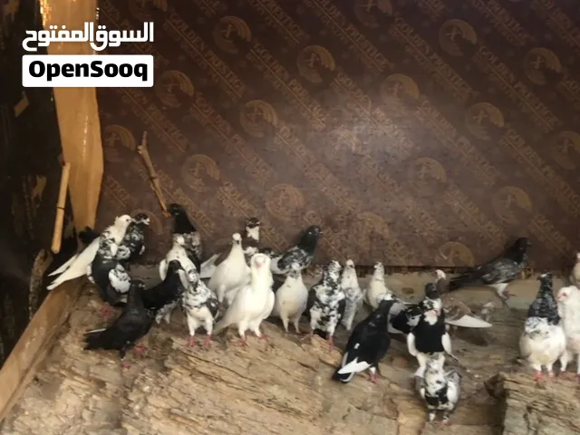 حمام للبيع الحبه على10 النوع باكستني مكس و وحمام زينه العدد70
