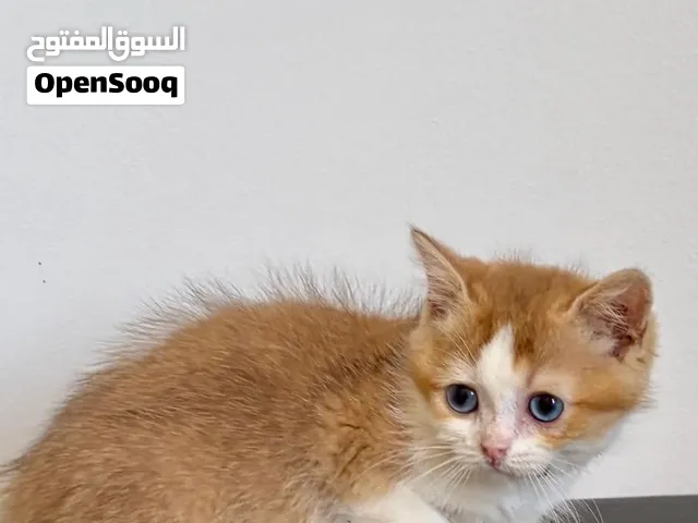 للبيع سكوتش بيور بعمر 3 شهور