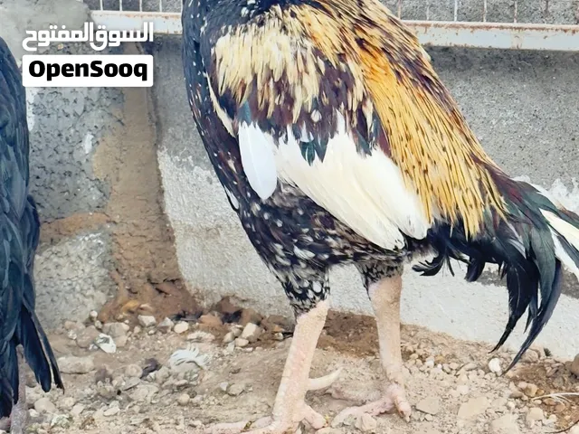 طير شانجرا