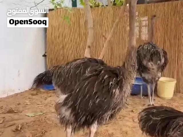 نعام افريقي