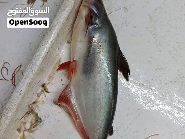 أبحث عن سمك الأحواض  السلور بكميات كبيرة
