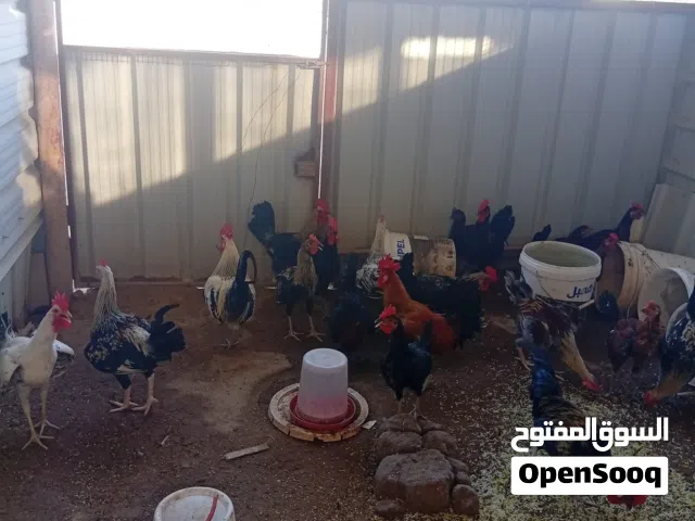 لي البيع ديوك لاحم