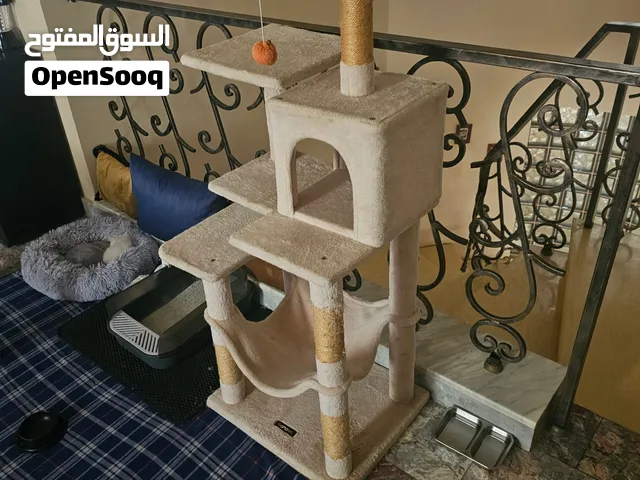 شجره قطط شبه جديده