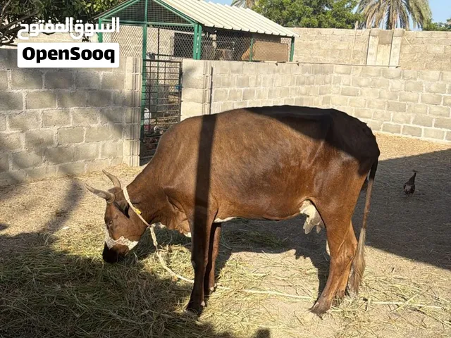 بقره نمساويه تهجين للبيع