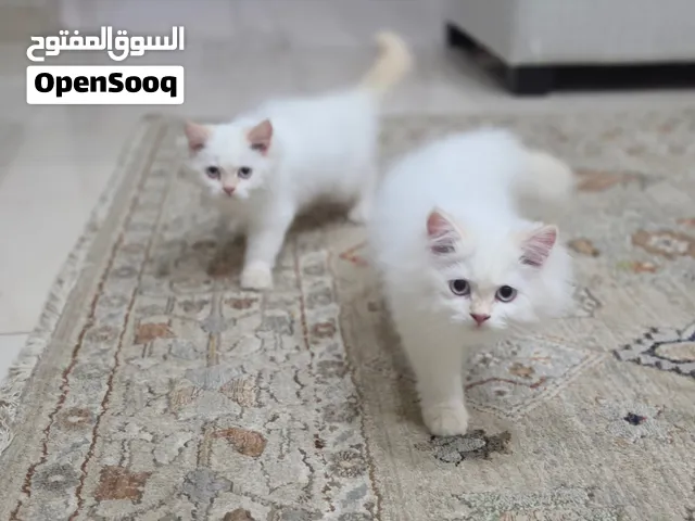 قطط نوع شيرازي